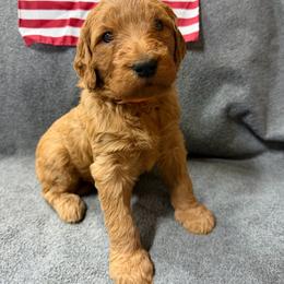 Orange - Apricot female Goldendoodle puppy in Rockford, Ohio from 419 Goldendoodles