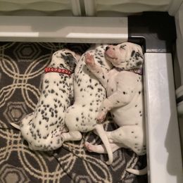 Dalmatian Puppies from Dalmatians of Rutland Ranch
