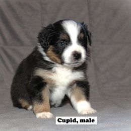 Miniature Australian Shepherd Puppies from Monticello Mini's