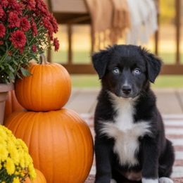 Ace - Black & white male Australian Shepherd puppy in Pasadena, Maryland from Maple shore Aussies