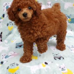 Mindy - Red  female Poodle puppy in Hurricane Mills, Tennessee from Scenic Hills Kennels