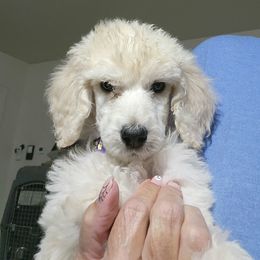Poodle Puppies from Sharpshooter Standard Poodles