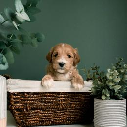 German Shepherd, Goldendoodle, and Golden Retriever Puppies from Silver Pines Pups