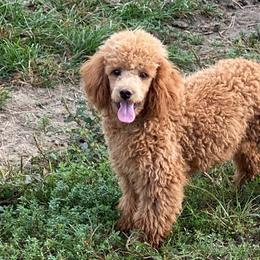 Cockapoos, Maltipoos, and Morkies from Blair’s Furry Friends