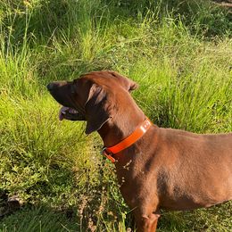 Copper - Redbone Coonhound