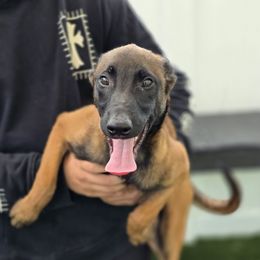Jackie - Fawn female Belgian Malinois puppy in Sherman Oaks, California from Andy's Elite K9