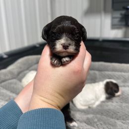Clarice - Brown and white female Cockapoo puppy in Rolla, Missouri from Diamond K