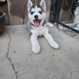 Pomsky Puppies from Pomsky Play-ce