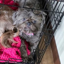 Dove - Shih Tzu