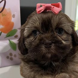 Shih Tzus from Jay&Ray Shih Tzu’s