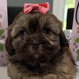 Shih Tzus from Jay&Ray Shih Tzu’s
