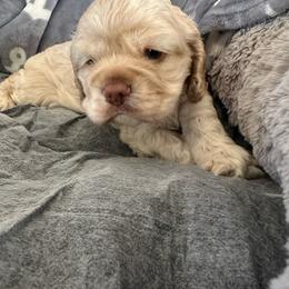 Red - Buff male Cocker Spaniel puppy in Hayward, California from Villa Coco