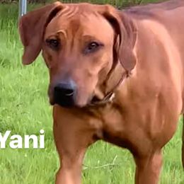 Yani - Rhodesian Ridgeback