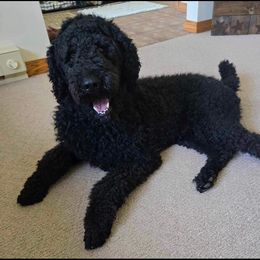 Aussiedoodle and Labrador Retriever Puppies from Stone Shoe Ranch Aussiedoodles