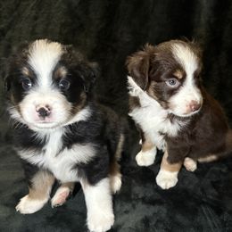 Miniature American Shepherd puppies from Kayla's Mini American Shepherds