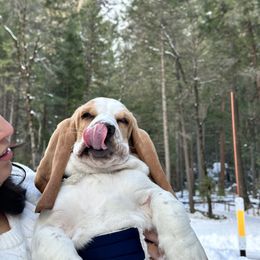 Basset Hound and Dalmatian Puppies from Lazy B Bassets and Dalmatians