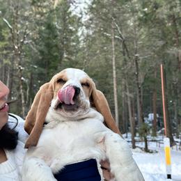 Basset Hound and Dalmatian Puppies from Lazy B Bassets and Dalmatians