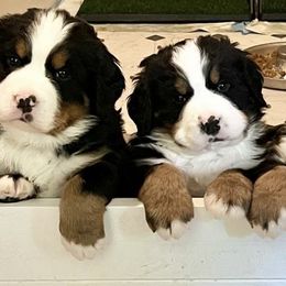 Bernese Mountain Dogs and Golden Retrievers from Raven Rock Puppies