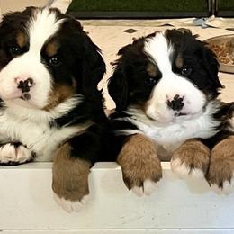 Bernese Mountain Dogs and Golden Retrievers from Raven Rock Puppies