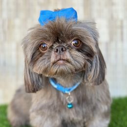 New New - Shih Tzu