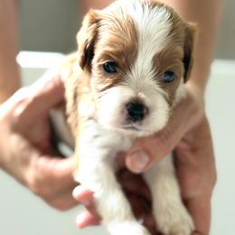 Boy 4 - male Cavapoo puppy in Greenville, South Carolina from Reedy River Doodles