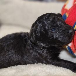 Cyclone - Silver male Poodle puppy in Harrisonville, Missouri from Kurly Q Poodles