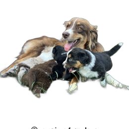 Australian Shepherd puppies from Tara Jacobs