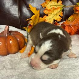 Freddy - Red and white male Siberian Husky puppy in Ravena, New York from Osiris’s Siberians & Pomskies