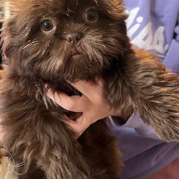 Aurora - Lilac female Shih Tzu puppy in Ocean Springs, Mississippi from Wood Foo Breeders