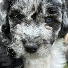 Bordoodle Puppies from Bordoodles of Maine