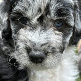 Bordoodle Puppies from Bordoodles of Maine
