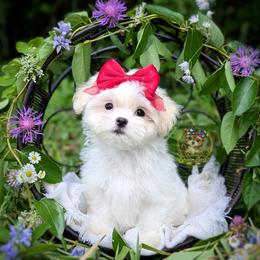 Imperial Korean Valley - White female Mal-Shi puppy in Barren Springs, Virginia from Seeking Shalom Acres Maltese, Maltipoos & Havamalts