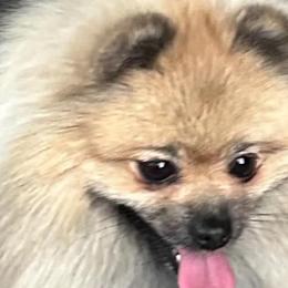 Beaux Madigan - Pomeranian