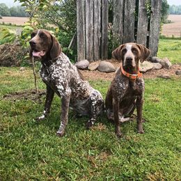 German Shorthaired Pointers from Ninemire Farm