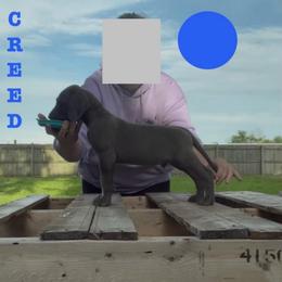 Creed - Blue male Great Dane puppy in Edwardsville, Illinois from Giants and Munchkins
