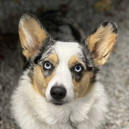 Lolli - American Corgi