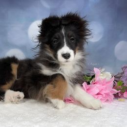 Cupcake - Shetland Sheepdog puppy in Elk, Washington from Asgard Shetland Sheepdogs