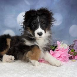 Cupcake - Shetland Sheepdog puppy in Elk, Washington from Asgard Shetland Sheepdogs