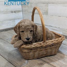 Kentucky - Red  male Goldendoodle puppy in Cambridge, Minnesota from Country Meadow Doodles