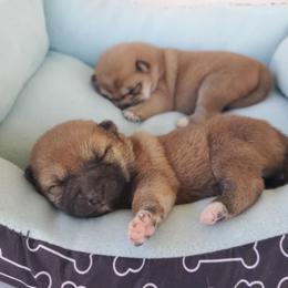 AVAILABLE BOY - Red male Shiba Inu puppy in Nevada from LAS VEGAS PUPPY