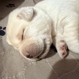 Male 3 - Yellow male Labrador Retriever puppy in Hoosick Falls, New York from Findaway Labradors