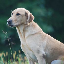 Labrador Retrievers from Patricia Jordan's Labrador Retrievers
