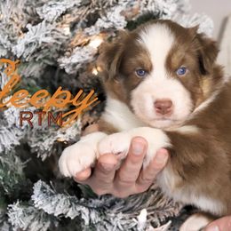 Sleepy - Red tri-color male Australian Shepherd puppy in Keytesville, Missouri from Dogwood Lane Canine