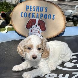 Bruiser - Red and white male Cockapoo puppy in Miami, Florida from Peshos Cockapoos