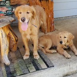 Golden Retrievers from Partners with Assistance Dogs