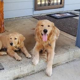 Golden Retrievers from Partners with Assistance Dogs