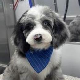 Cavapoos, Double Doodles, and Pomeranians from T Sanctum