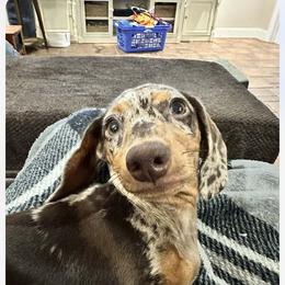 Dachshund Puppies from Rich’s beautiful dachshunds