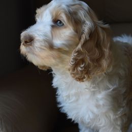 Australian Labradoodle Puppies from Frosty Hill Australian Labradoodles