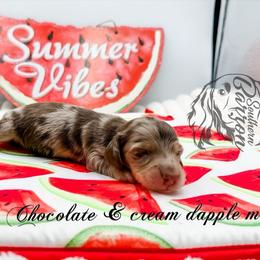 Big Mac - Dapple male Dachshund puppy in Prairieville, Louisiana from Southern Barron Danes & Dachshunds